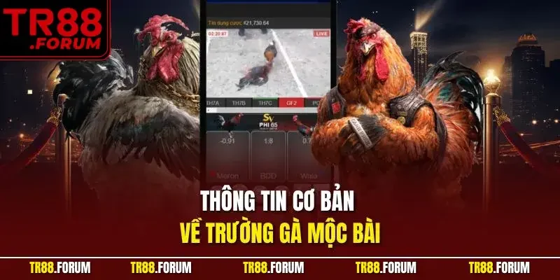 Thông tin cơ bản về trường gà mộc bài