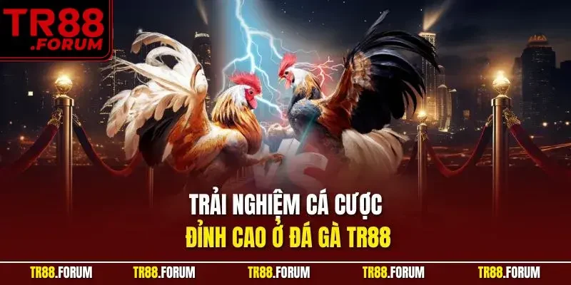 Trải nghiệm cá cược đỉnh cao ở đá gà TR88