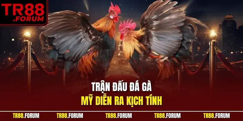 Trận đấu đá gà mỹ diễn ra kịch tính